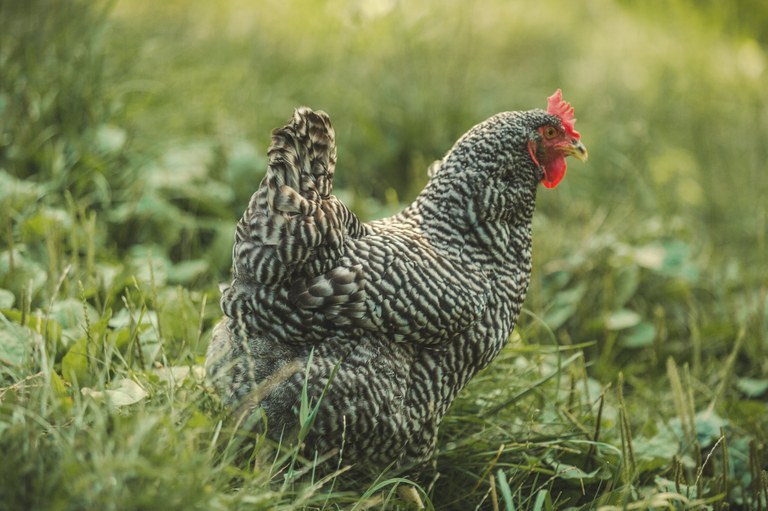 MIMOŘÁDNÁ VETERINÁRNÍ OPATŘENÍ KVŮLI VÝSKYTU NEWCASTLESKÉ CHOROBY DRŮBEŽE