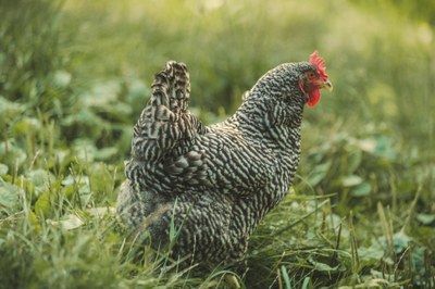 MIMOŘÁDNÁ VETERINÁRNÍ OPATŘENÍ KVŮLI VÝSKYTU NEWCASTLESKÉ CHOROBY DRŮBEŽE
