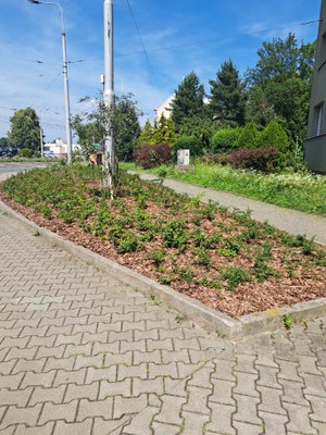 Proměna nevzhledných ploch ve Vítkovicích: zeleň a estetika opět vítězí