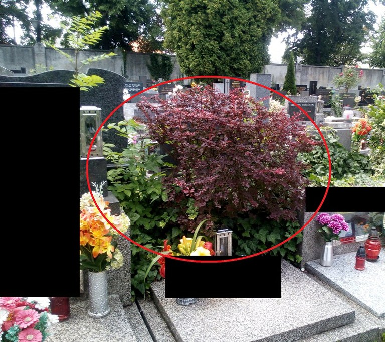 ZELEŇ NA VEŘEJNÉM POHŘEBIŠTI V OSTRAVĚ-VÍTKOVICÍCH